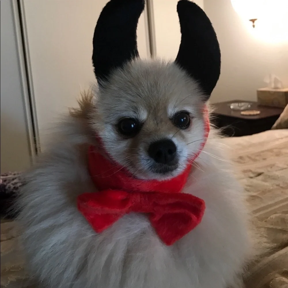 New Dog Devil Halloween costume 👹 One Size Small to Medium dog